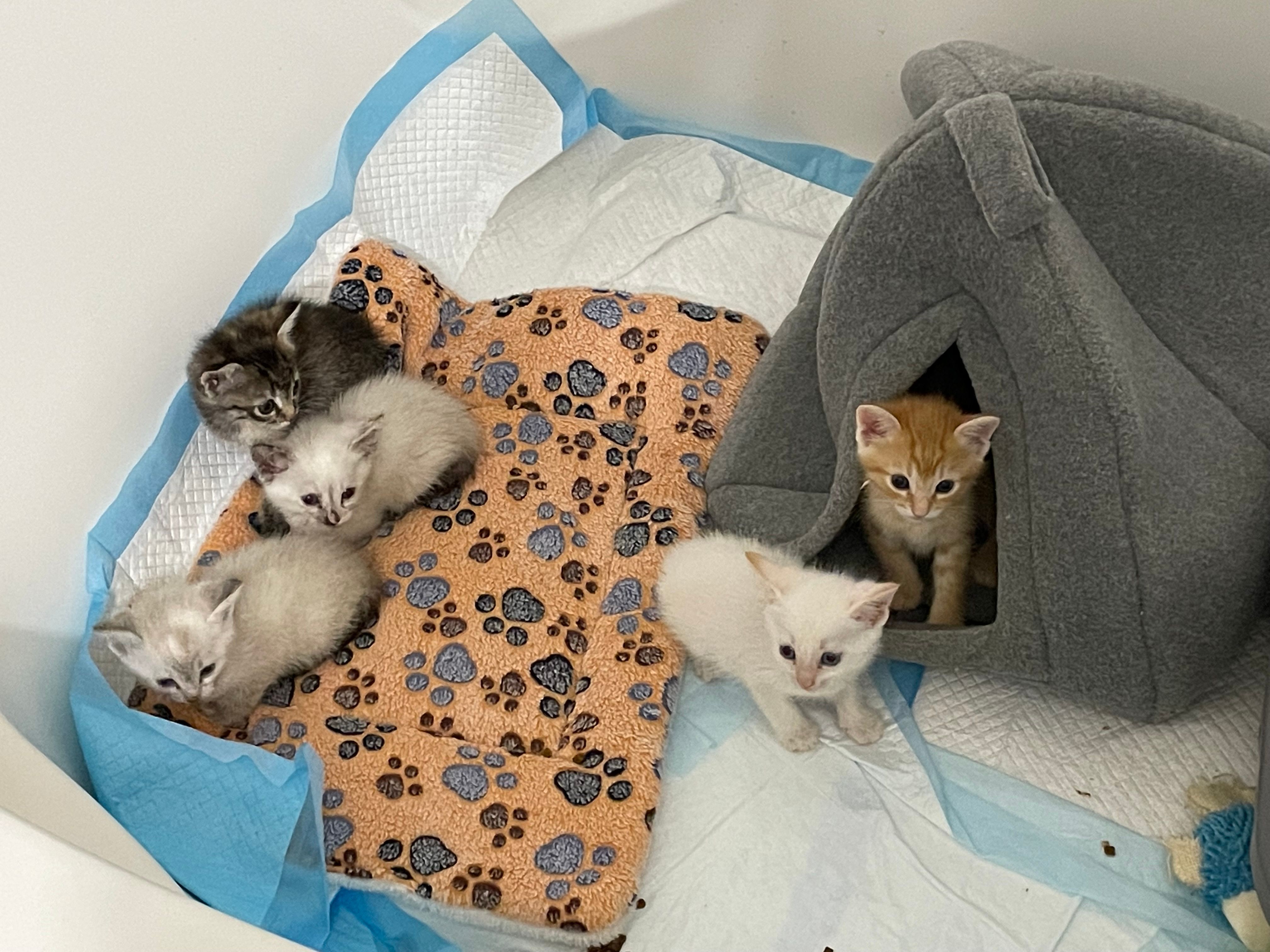 Kittens Rescue NW Inc