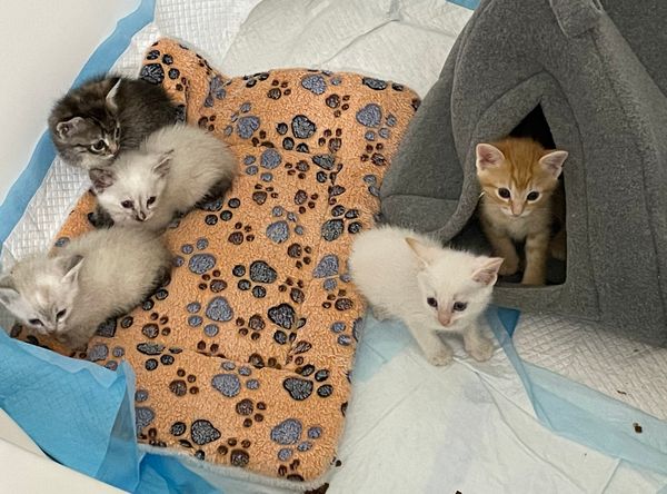Kittens Rescue NW Inc