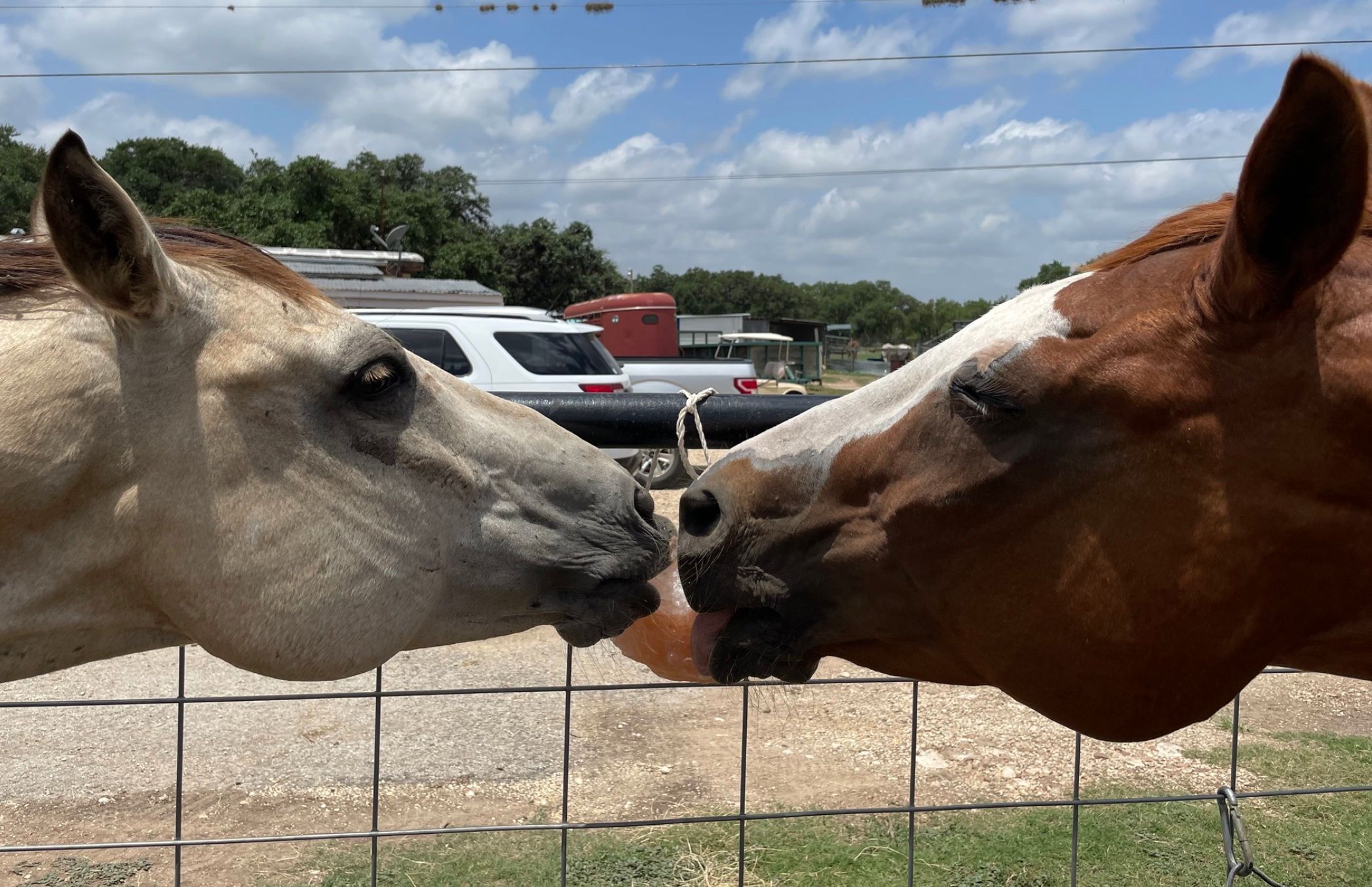 The Brighter Days Horse Refuge, Inc. dba Hill Country Horse Rescue