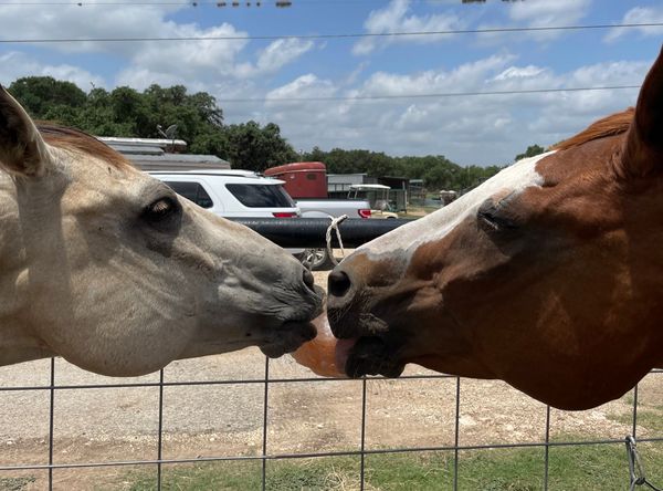 The Brighter Days Horse Refuge, Inc. dba Hill Country Horse Rescue
