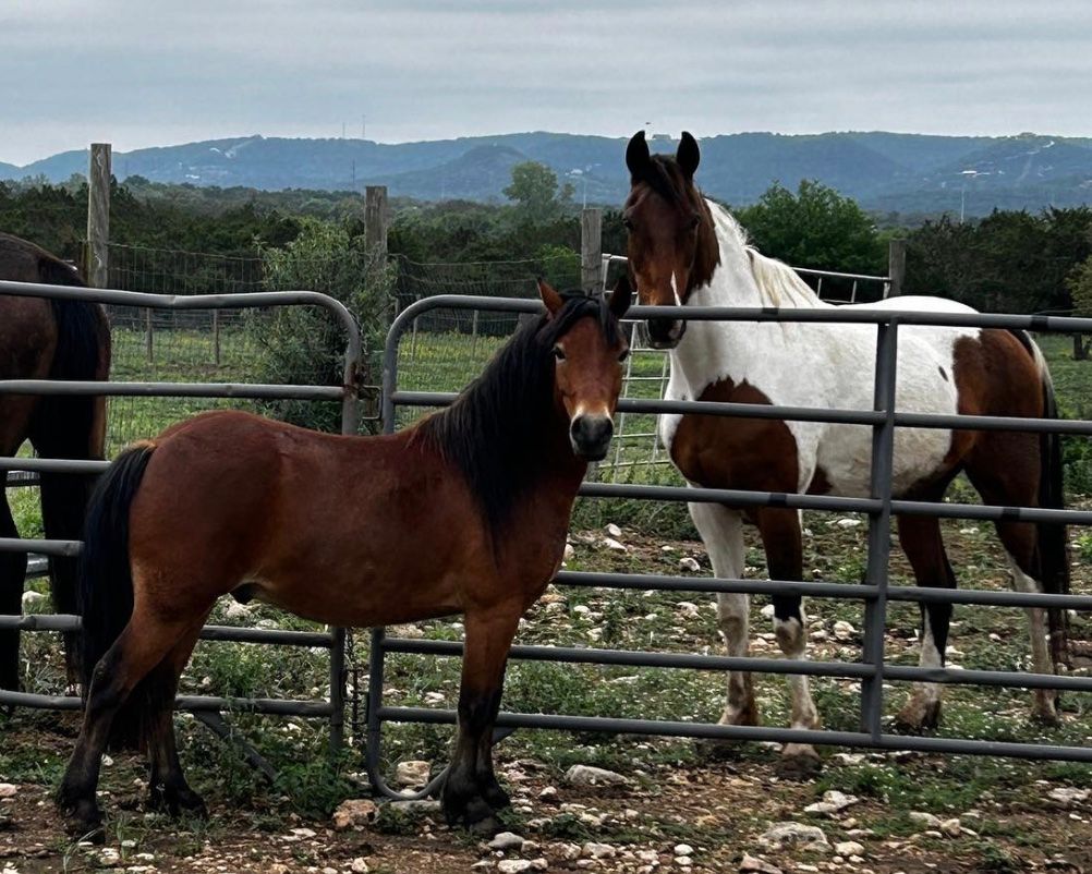 The Brighter Days Horse Refuge, Inc. dba Hill Country Horse Rescue