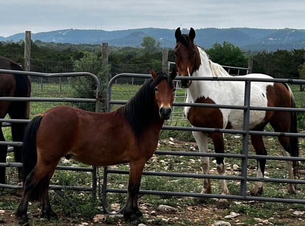 The Brighter Days Horse Refuge, Inc. dba Hill Country Horse Rescue