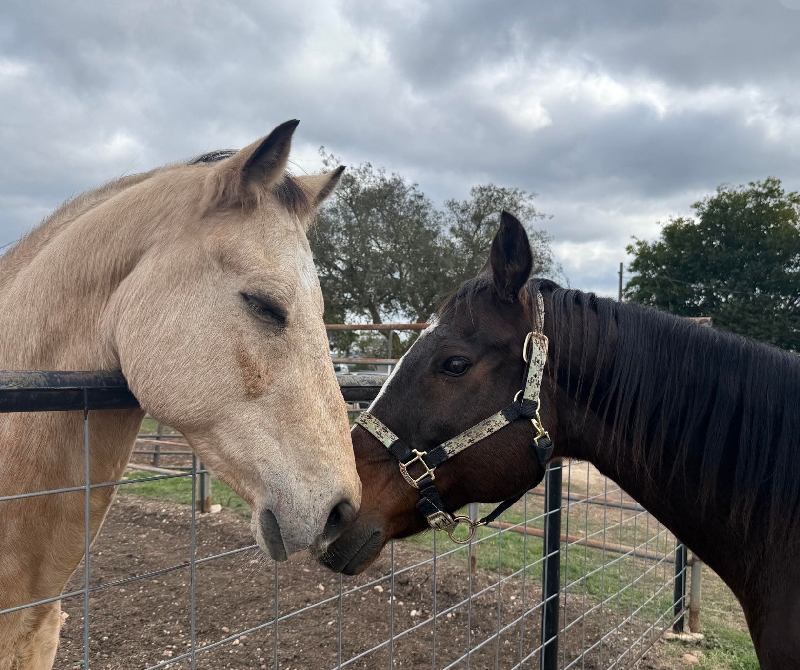 The Brighter Days Horse Refuge, Inc. dba Hill Country Horse Rescue