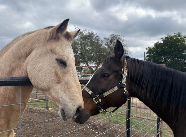 The Brighter Days Horse Refuge, Inc. dba Hill Country Horse Rescue