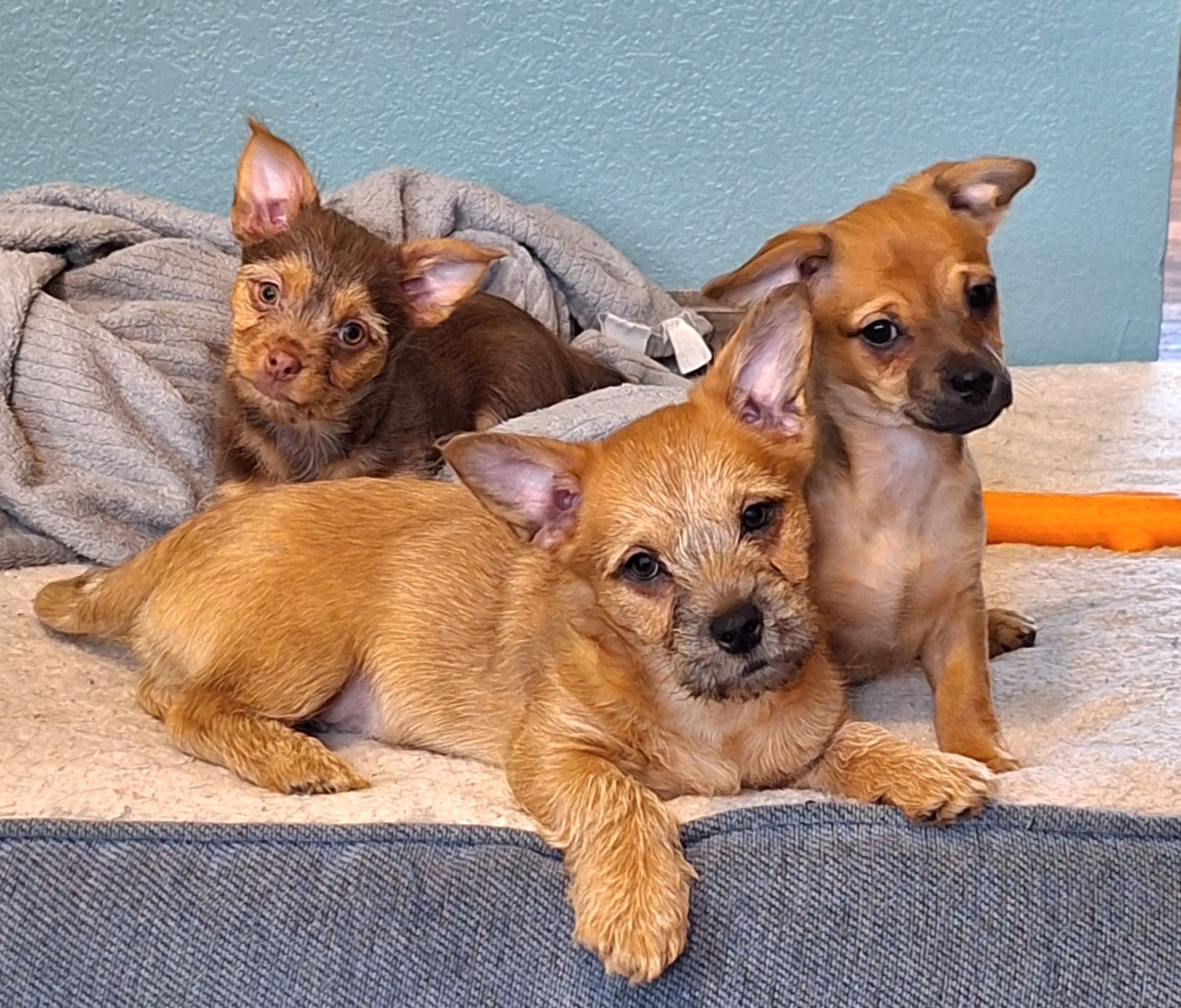 Camp Chaos Puppy Rescue