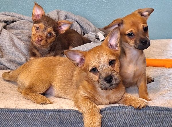 Camp Chaos Puppy Rescue