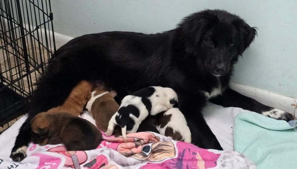 Camp Chaos Puppy Rescue