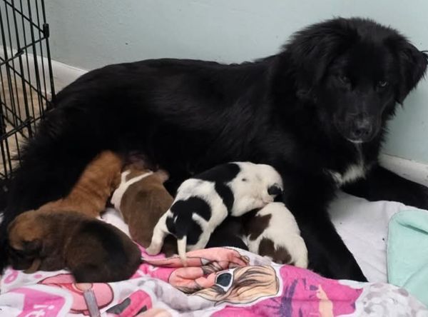 Camp Chaos Puppy Rescue