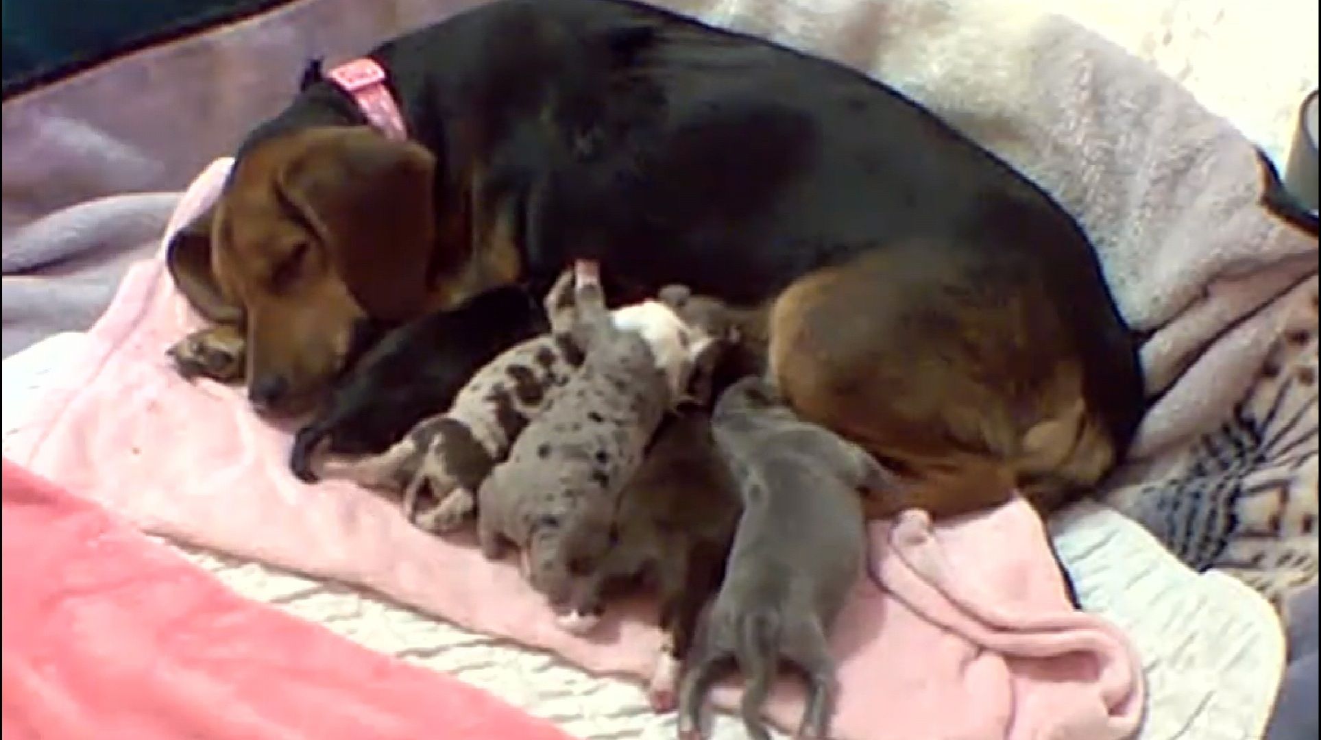 Camp Chaos Puppy Rescue