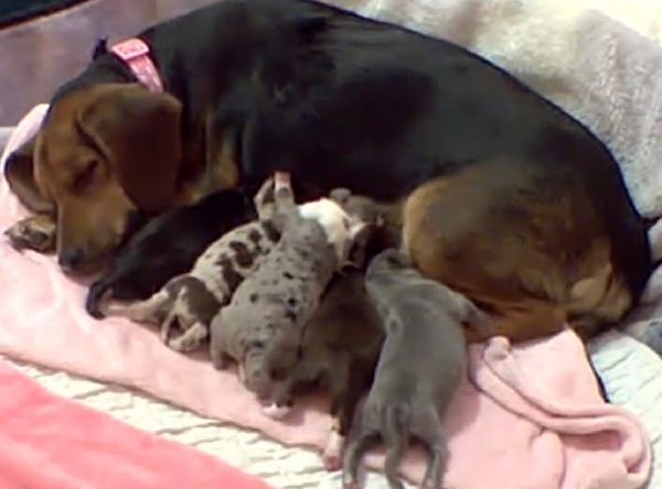 Camp Chaos Puppy Rescue