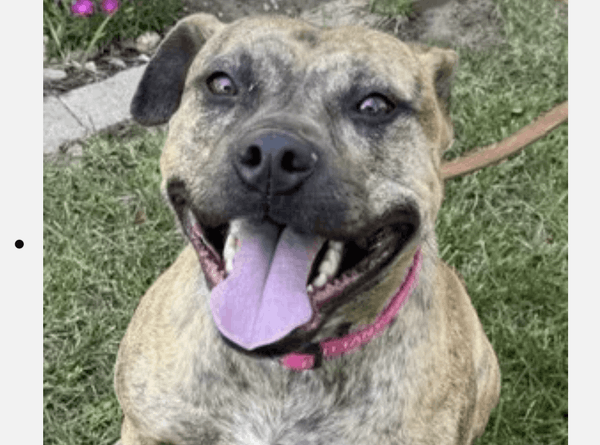 Sacramento Shelter Pets Alive