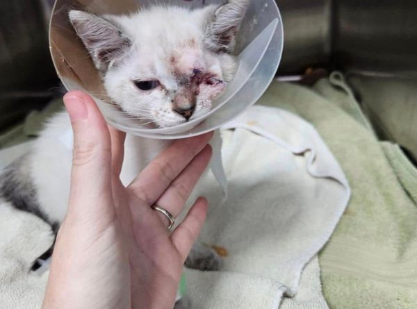 A Better Life Pet Rescue