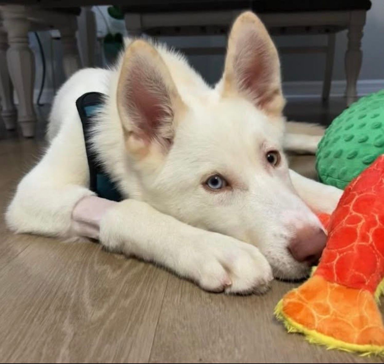 A Better Life Pet Rescue