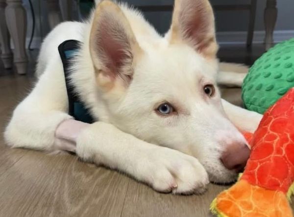 A Better Life Pet Rescue