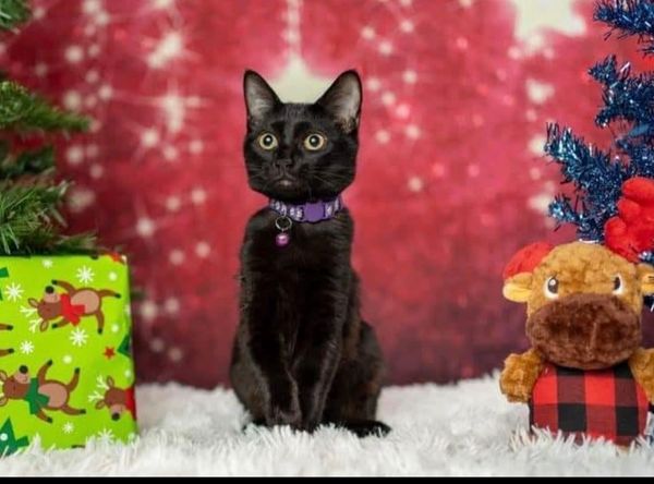 A Better Life Pet Rescue