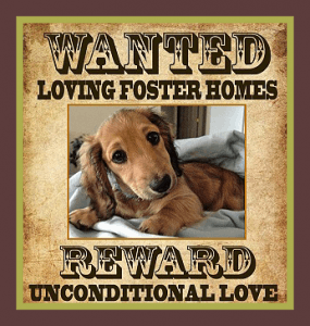 VIP Rescue of Central Florida Inc