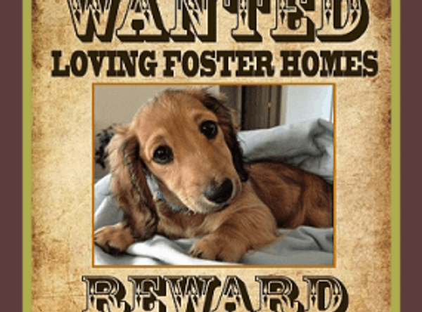 VIP Rescue of Central Florida Inc