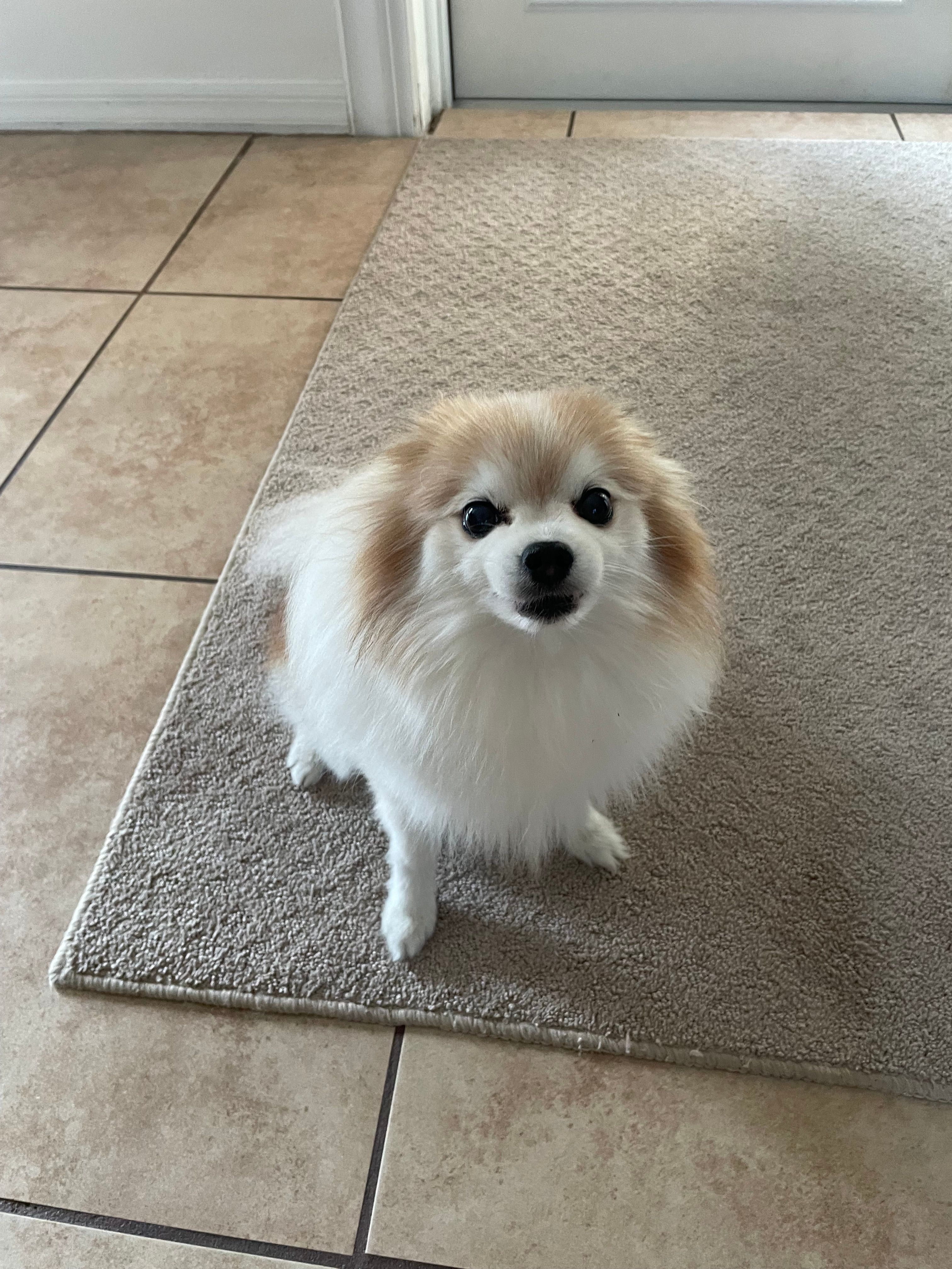 VIP Rescue of Central Florida Inc