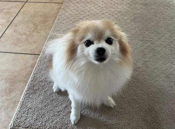 VIP Rescue of Central Florida Inc