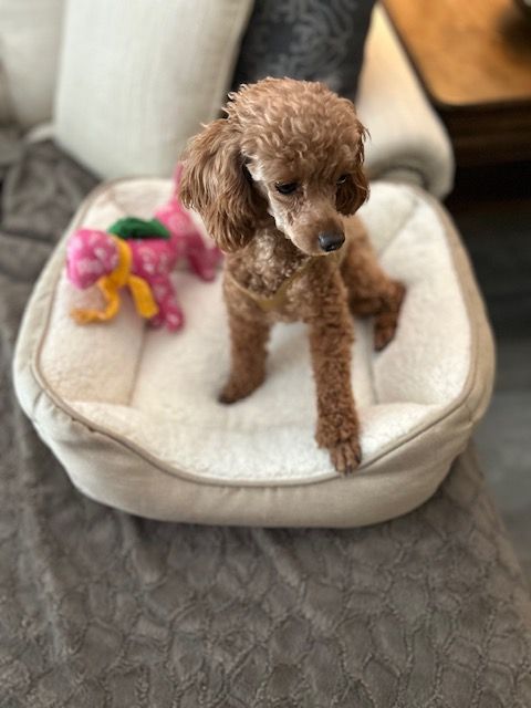 VIP Rescue of Central Florida Inc