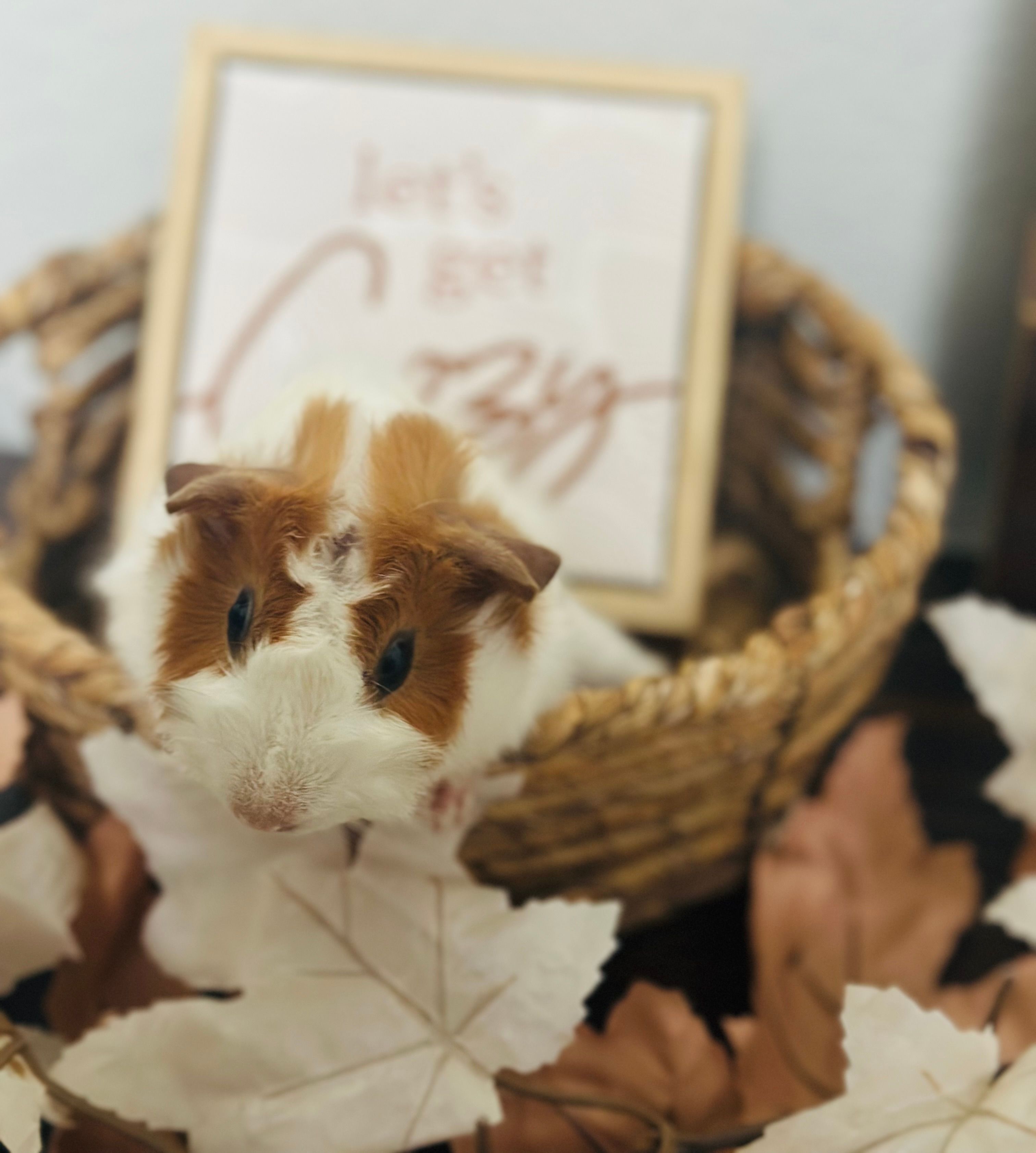 Sunshine Piggy Rescue of Florida