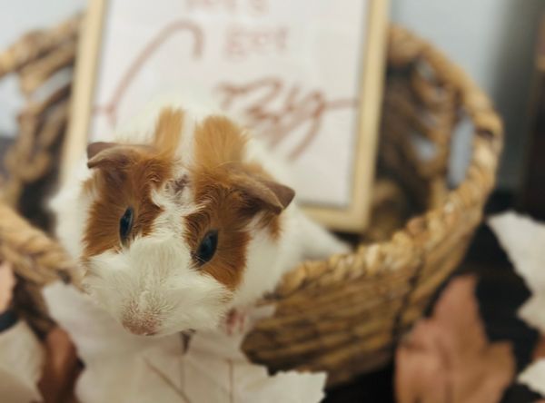 Sunshine Piggy Rescue of Florida