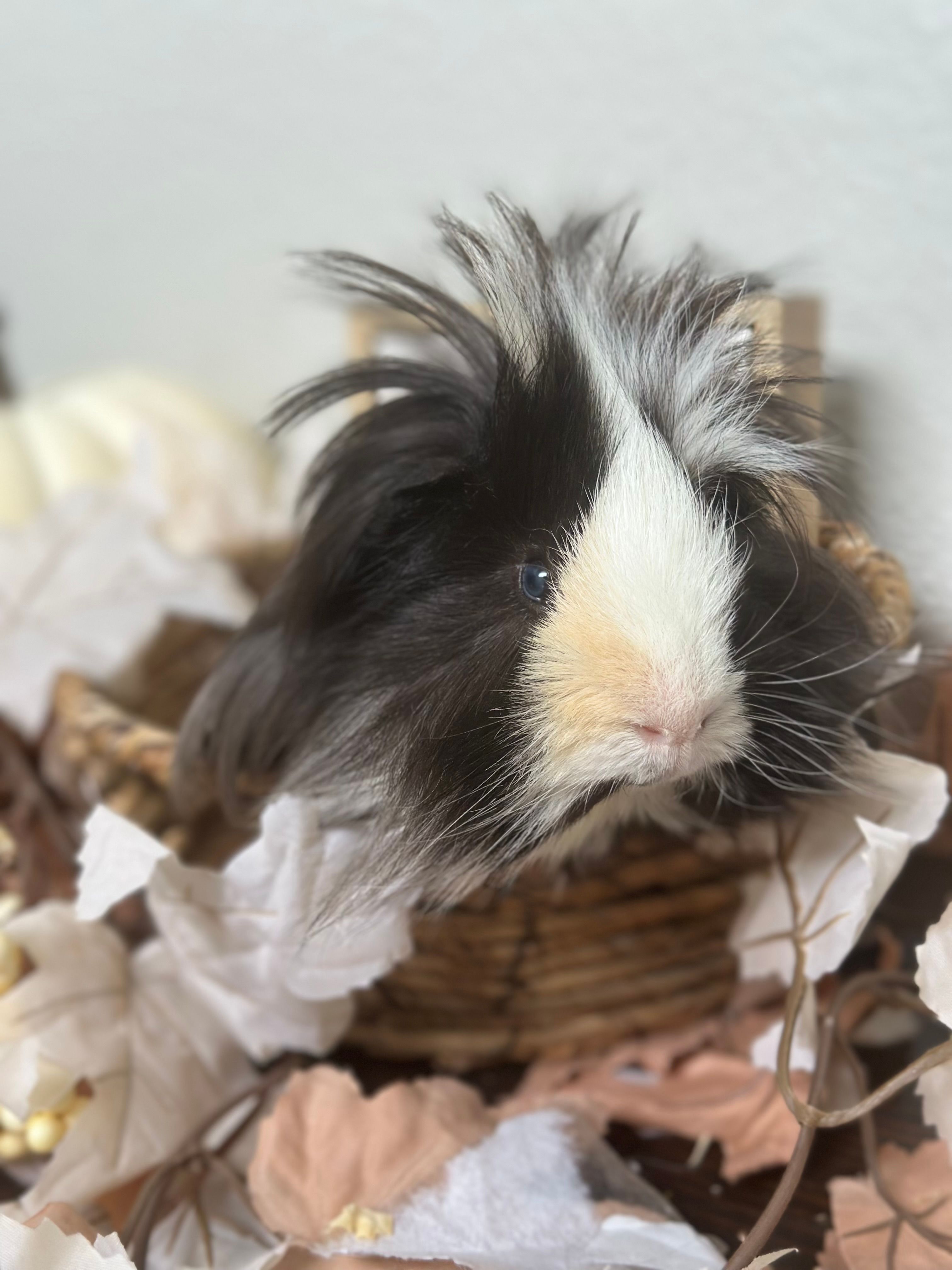 Sunshine Piggy Rescue of Florida