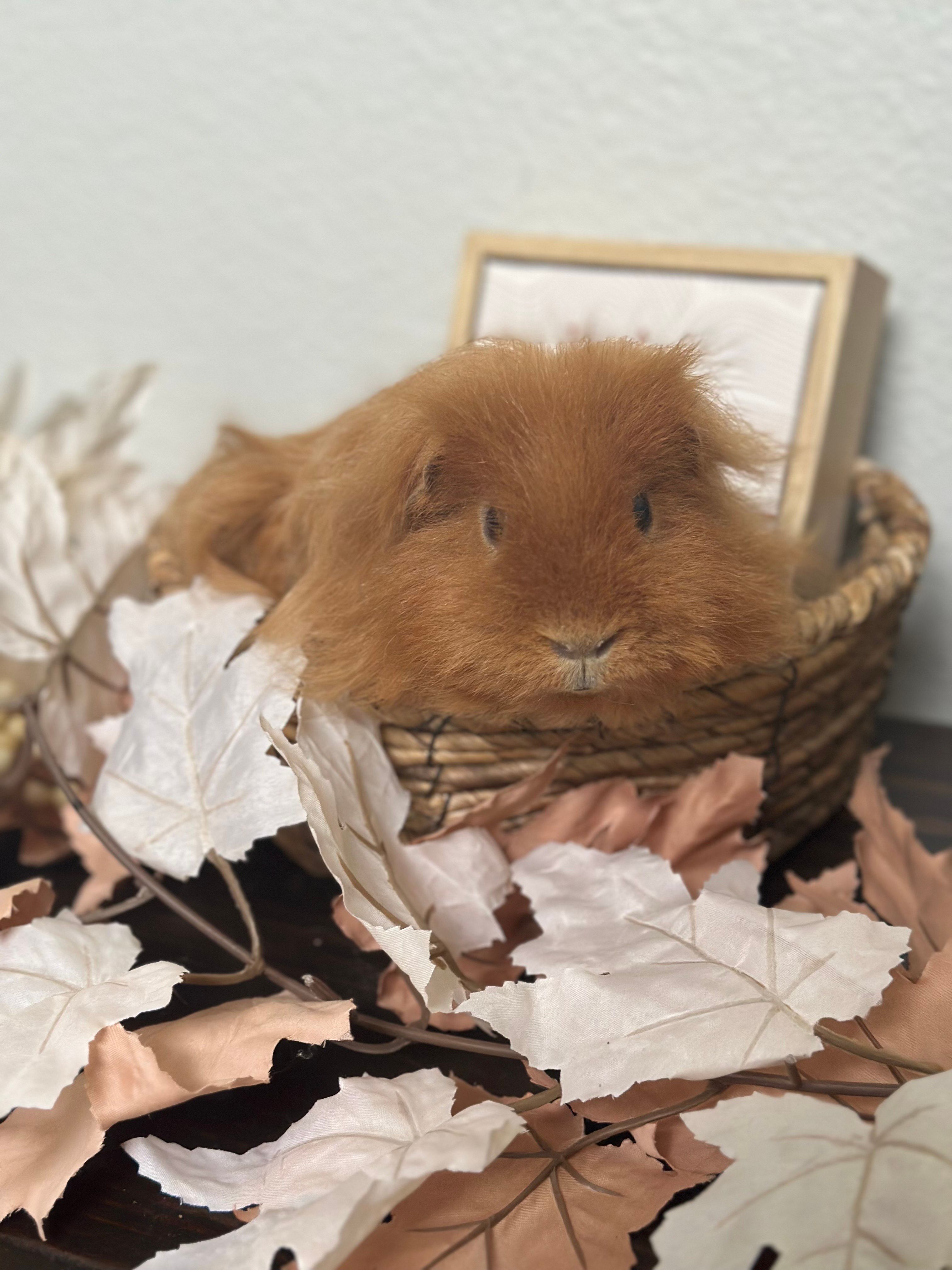 Sunshine Piggy Rescue of Florida