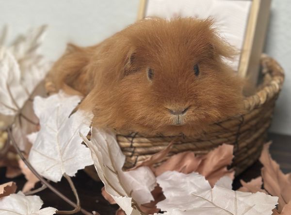 Sunshine Piggy Rescue of Florida