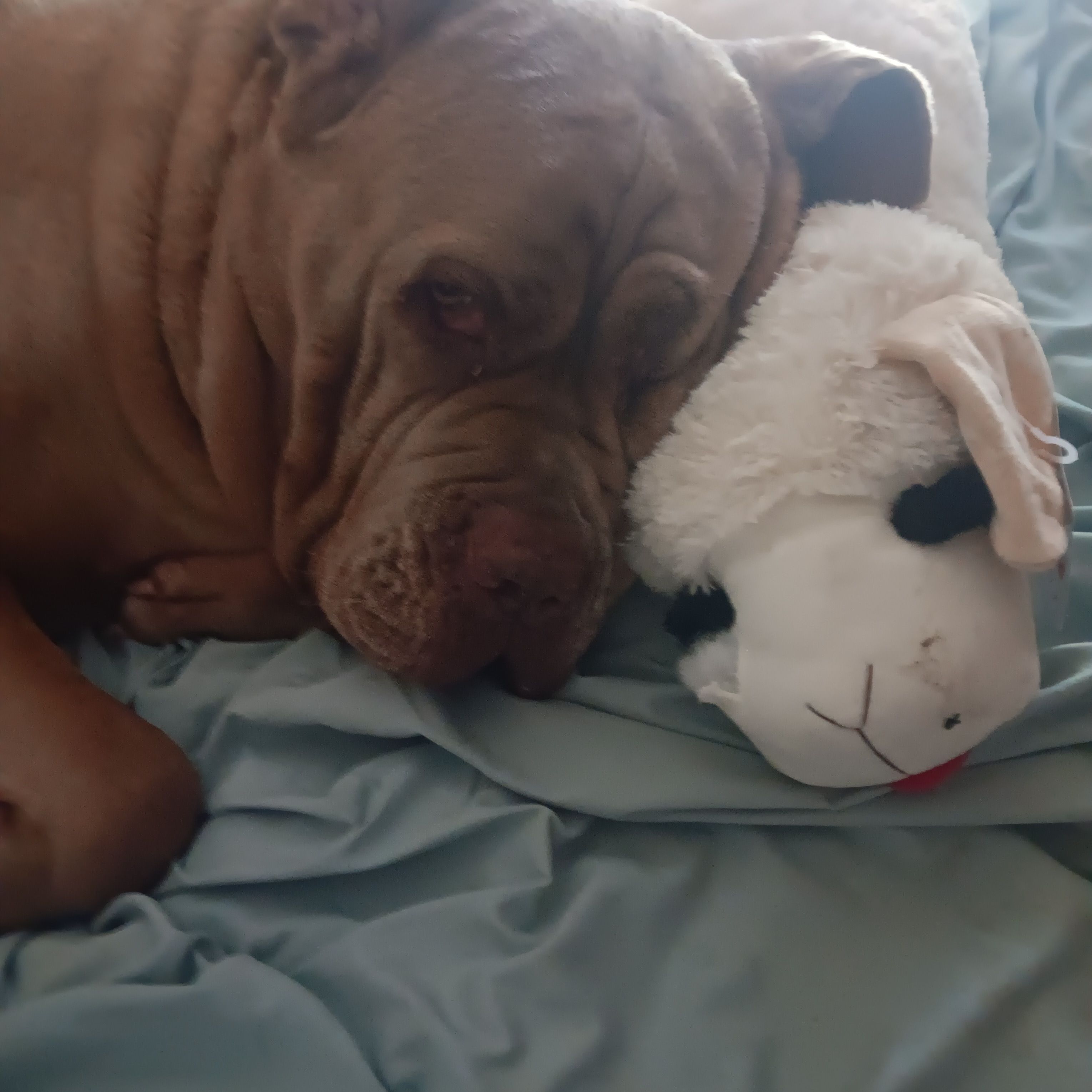 Paws Hooves and Halos