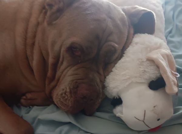 Paws Hooves and Halos