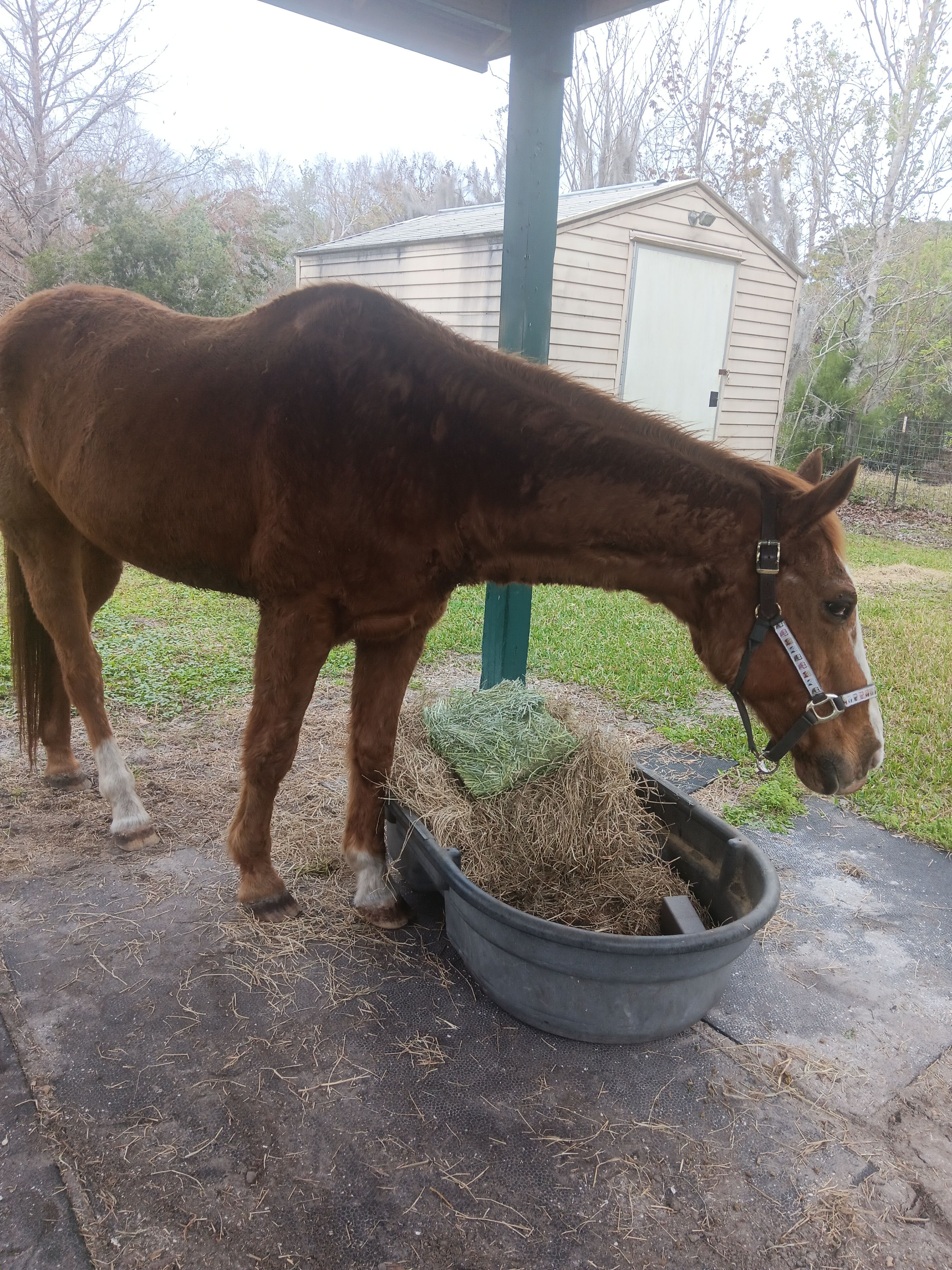 Paws Hooves and Halos