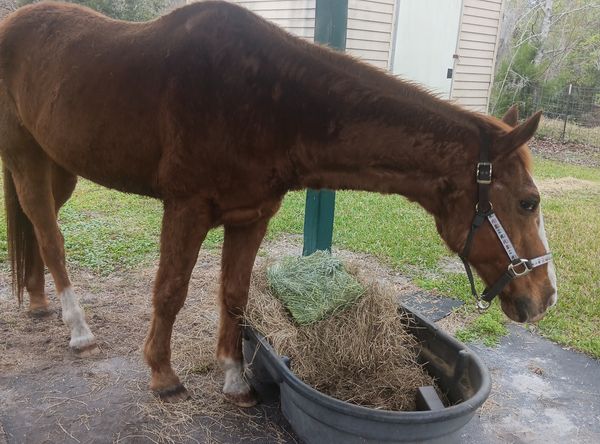 Paws Hooves and Halos