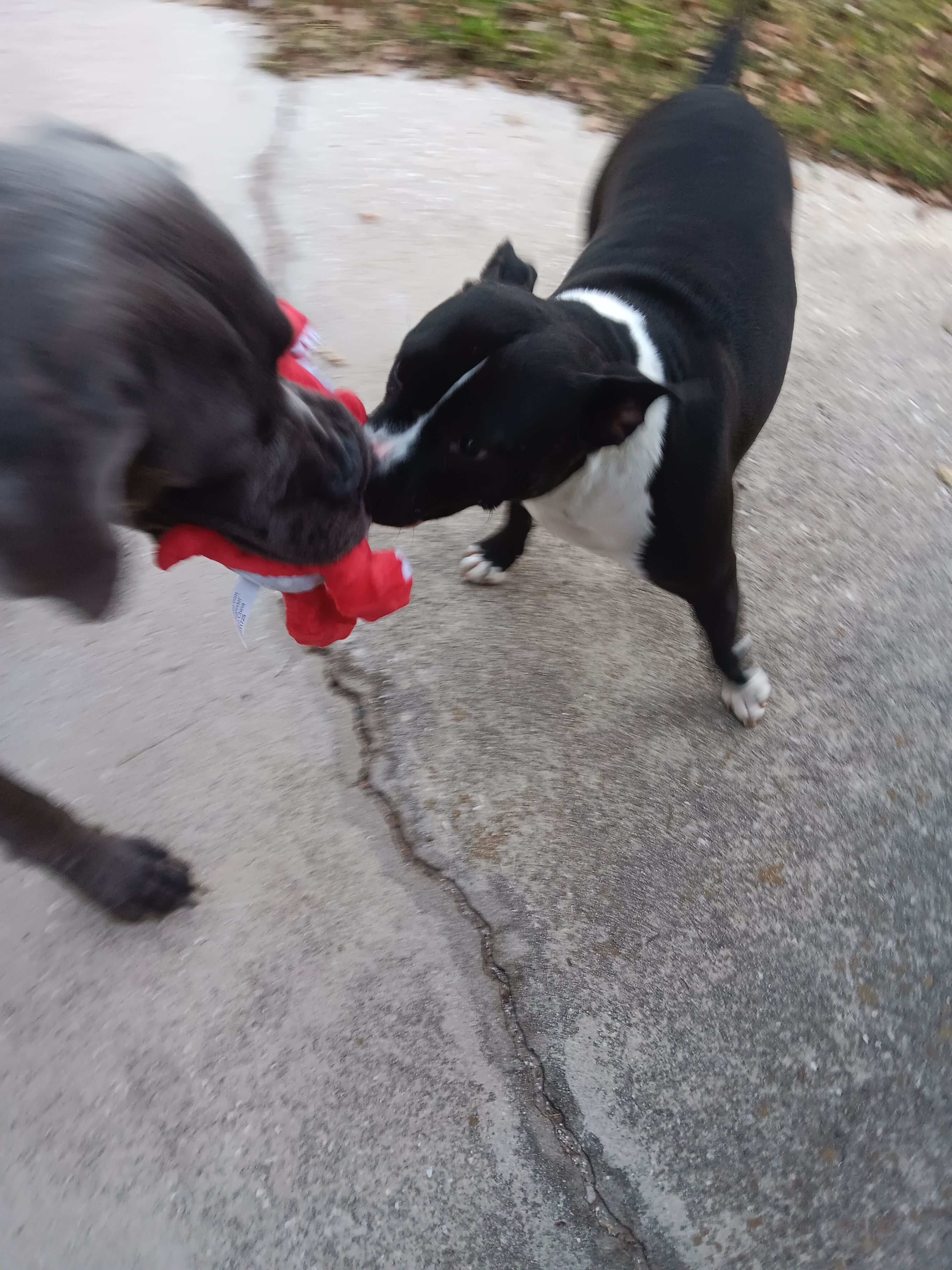 Paws Hooves and Halos