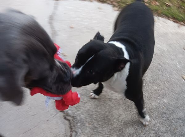 Paws Hooves and Halos