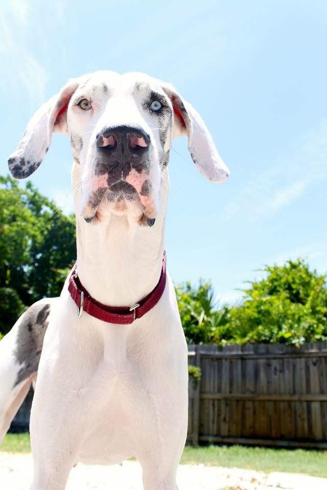 Great Dane Love - A Central Florida Rescue, Inc.