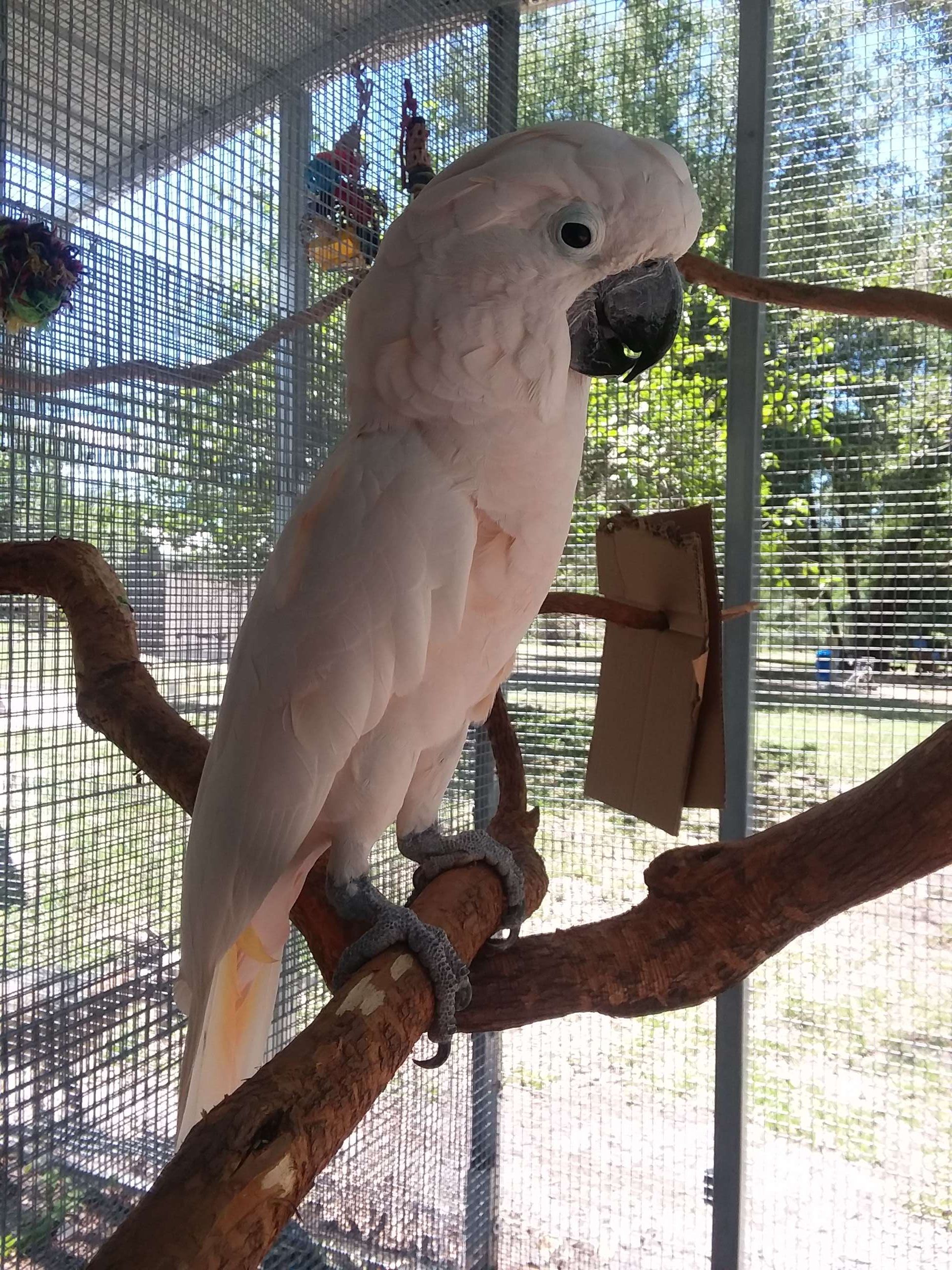 Baiata Bird Sanctuary