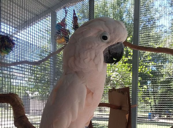 Baiata Bird Sanctuary