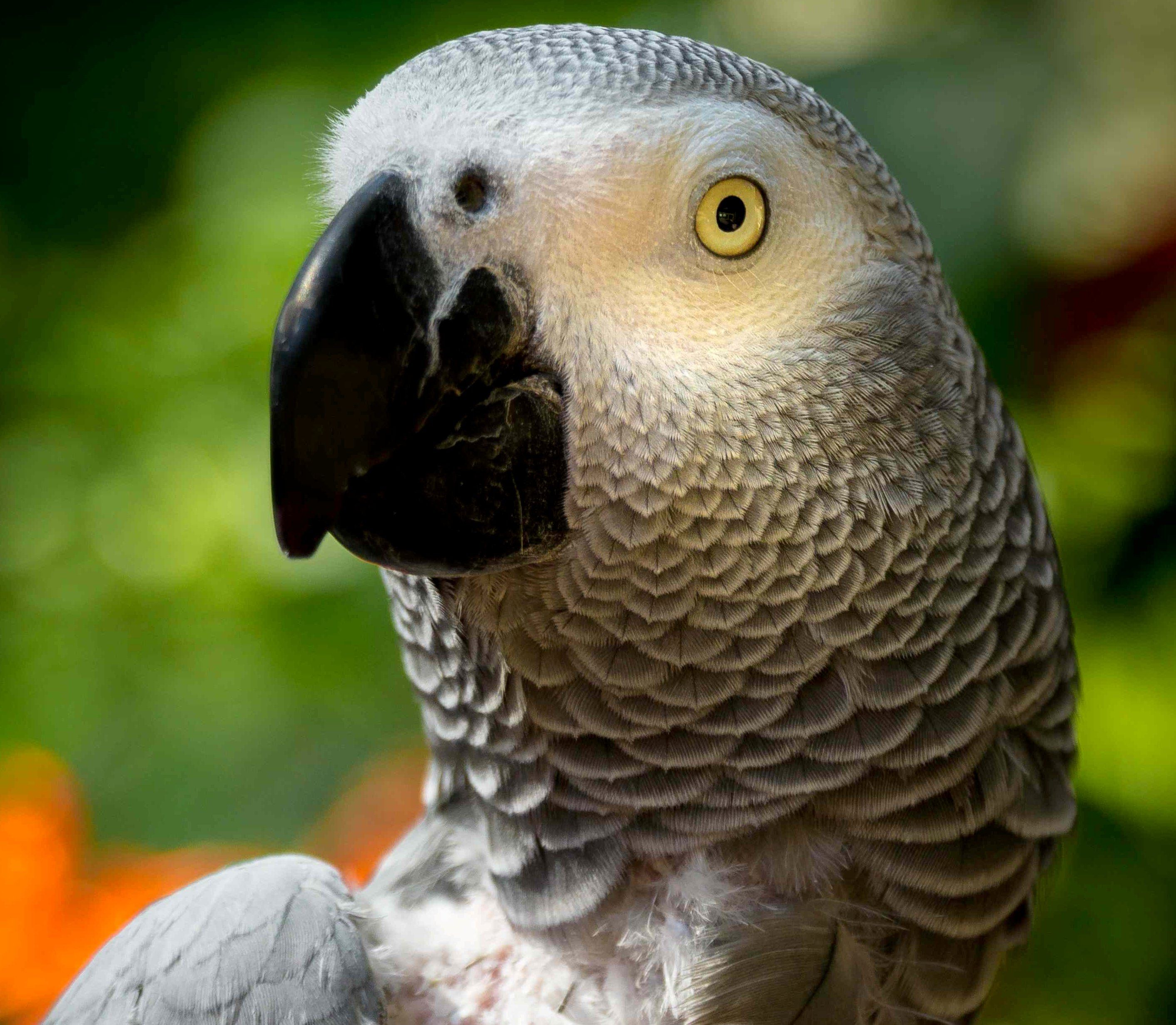 Baiata Bird Sanctuary