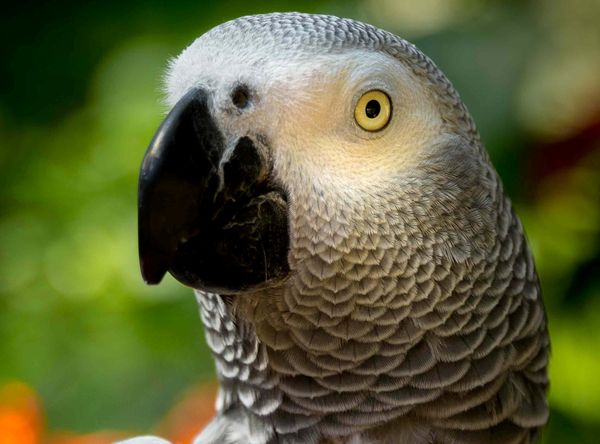Baiata Bird Sanctuary
