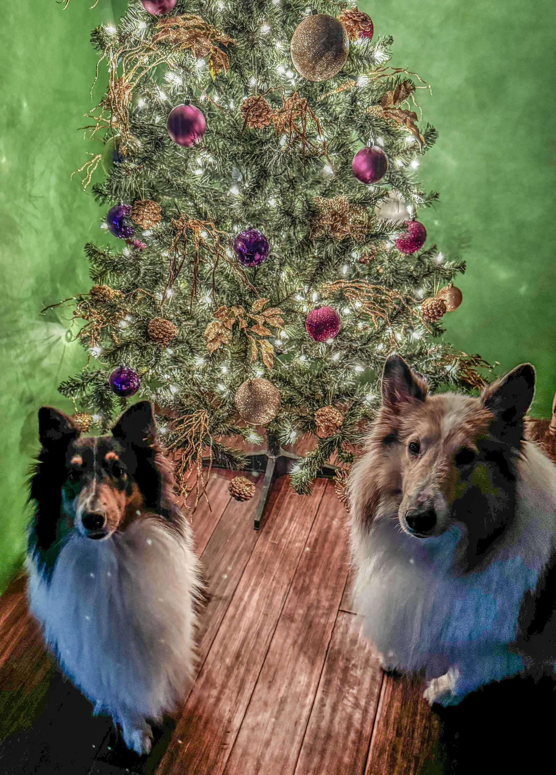 NorthEast Ohio Collie Rescue