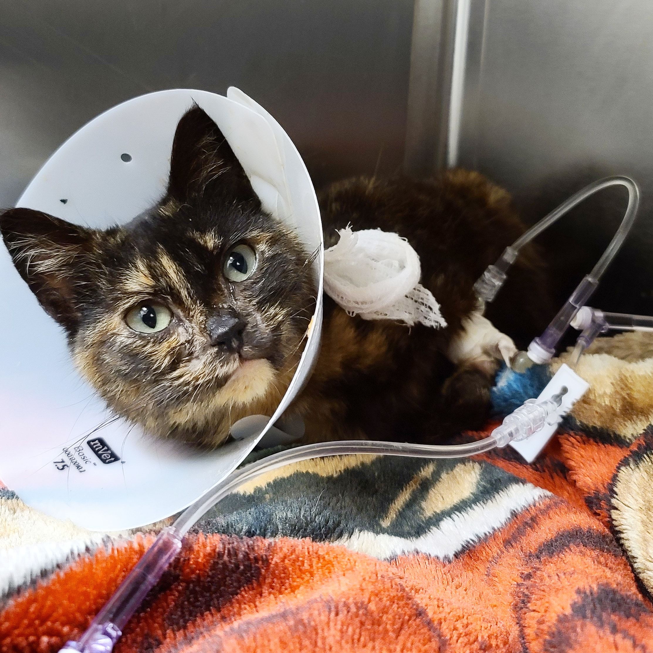 Friendship Animal protective league