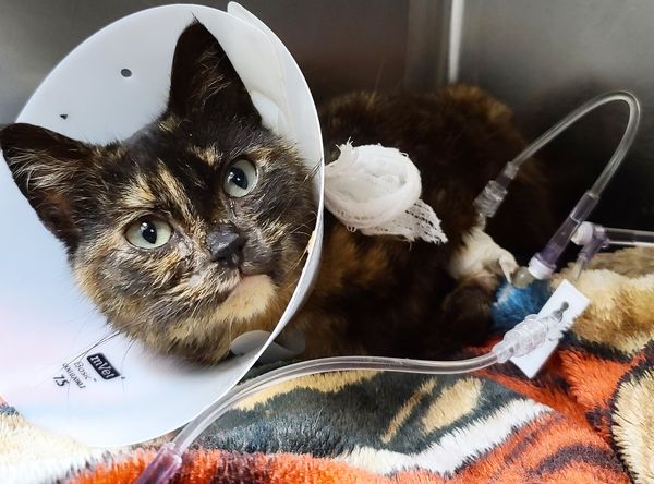 Friendship Animal protective league