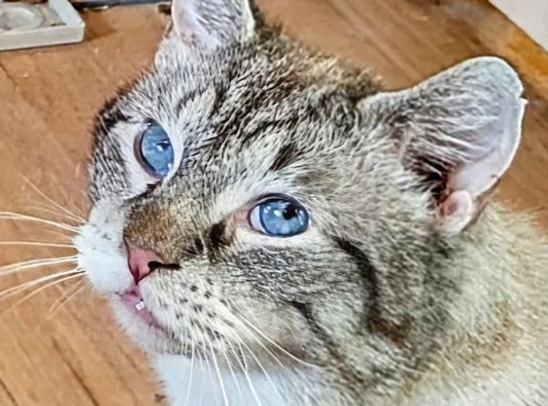 Purrfect Kitty Rescue