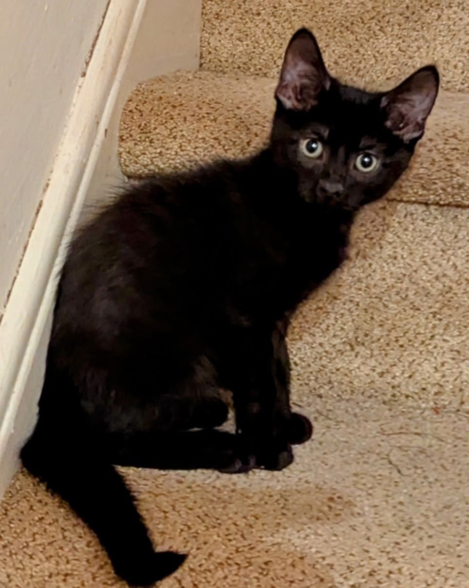 Purrfect Kitty Rescue