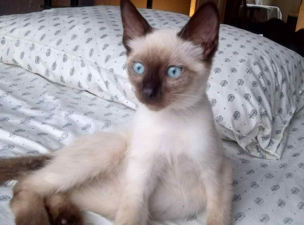 Purrfect Kitty Rescue