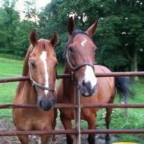Promises Never Broken Foundation Equine Rescue