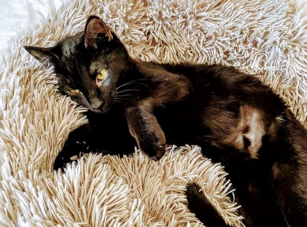 Kitten Scoop