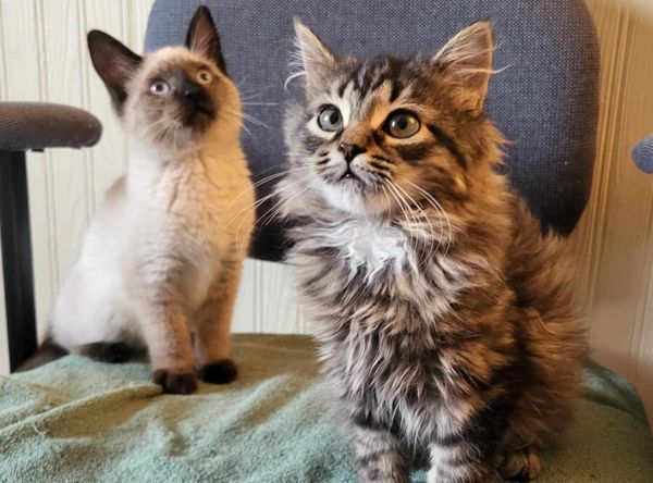 Kitten Scoop