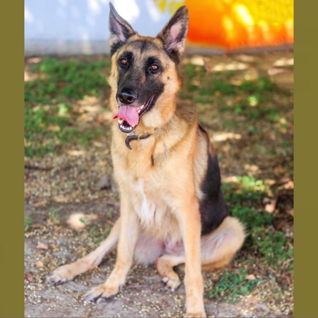 Shelter Pet Safety Net